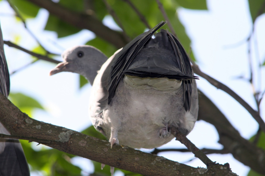 Vogel Columbidae Häuslichen Taube Typische Tauben Schnabel - Taube