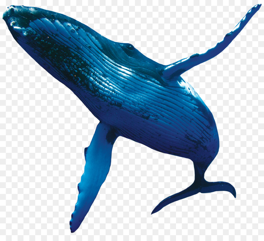 Blauwal Buckelwal Porpoise - Wal