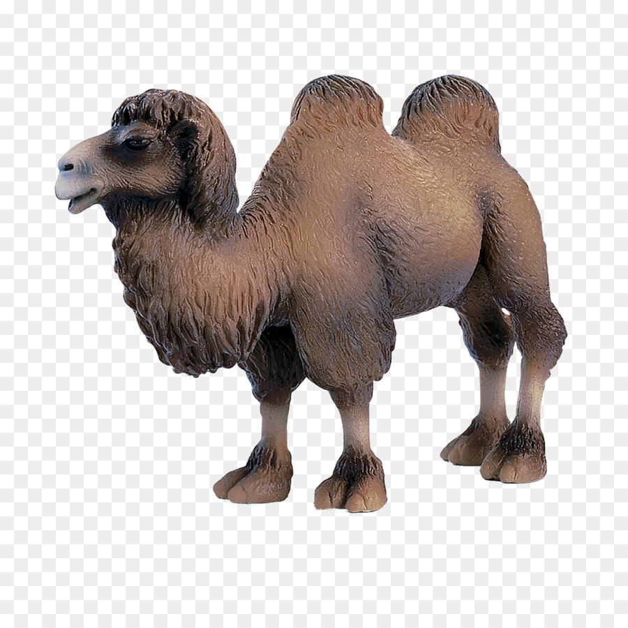 Bactrian Camel Livestock