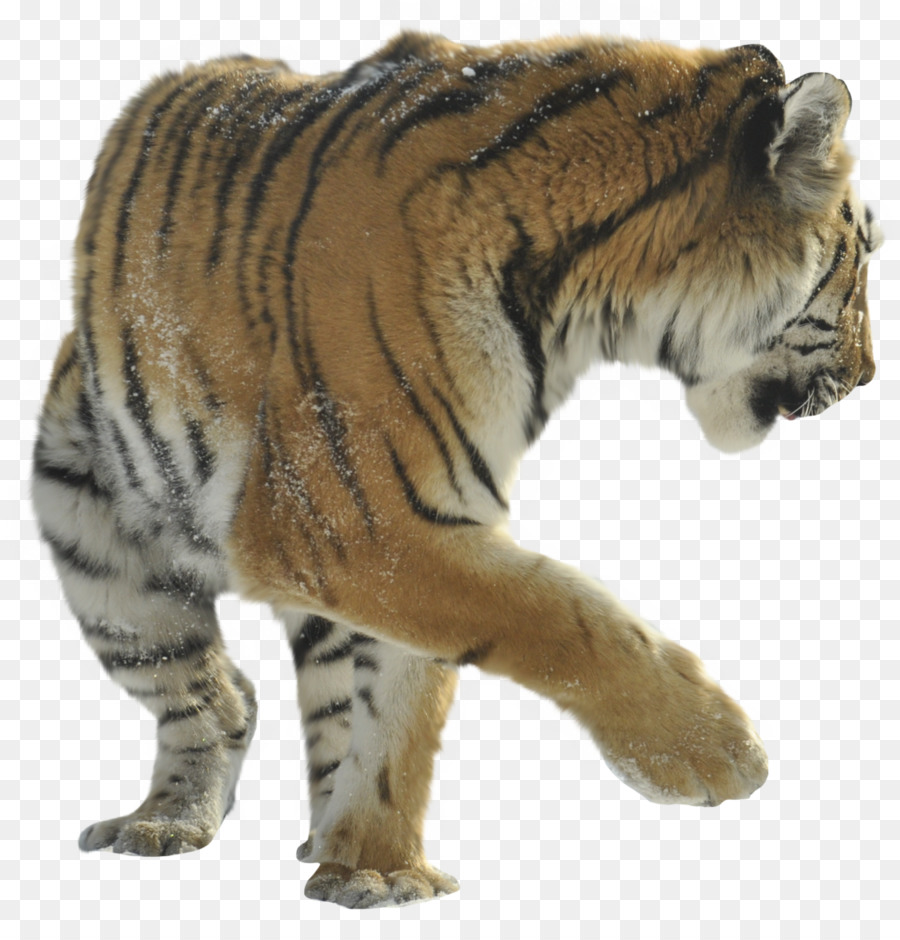 Họ mèo con Sư tử con Mèo Cheetah hổ Bengal - con hổ