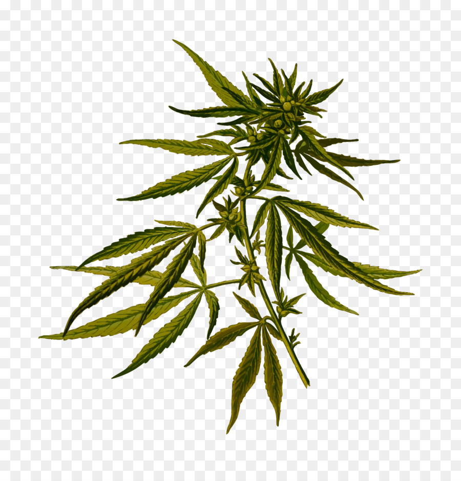 Cannabis sativa, Cannabis ruderalis Hanf zu Medizinischen cannabis - Cannabis
