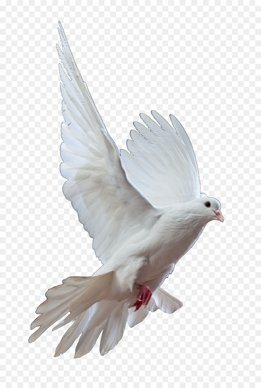 Homing pigeon Columbidae Uccello Colombe come simboli di Rilascio colomba - gabbiano