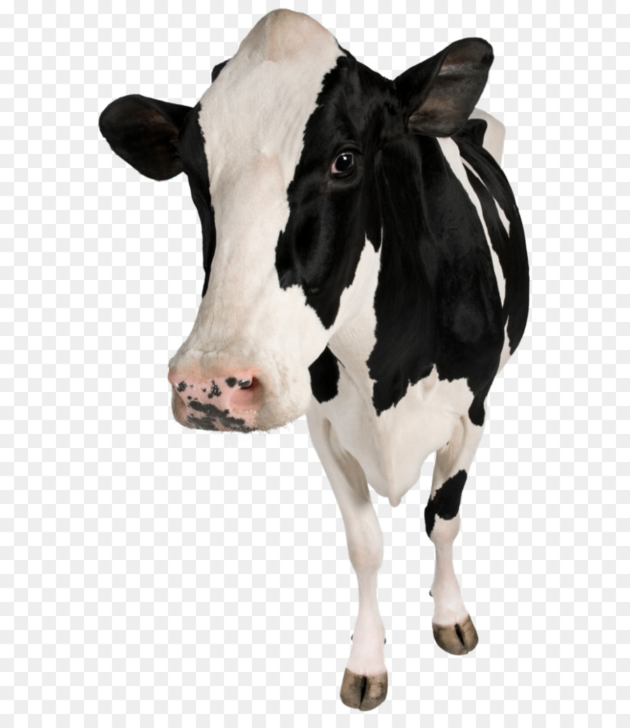 Holstein-Frisian-Rind-Kalb-Betsy die Kuh Milchkühe Kuh-HUF - Kuh