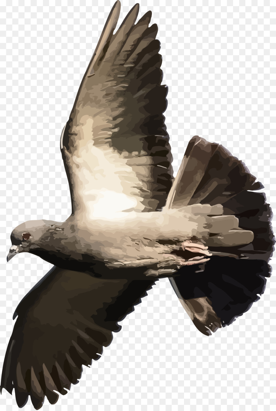 Inländische Taube-Columbidae-Flug-Vogel-T-shirt - Taube