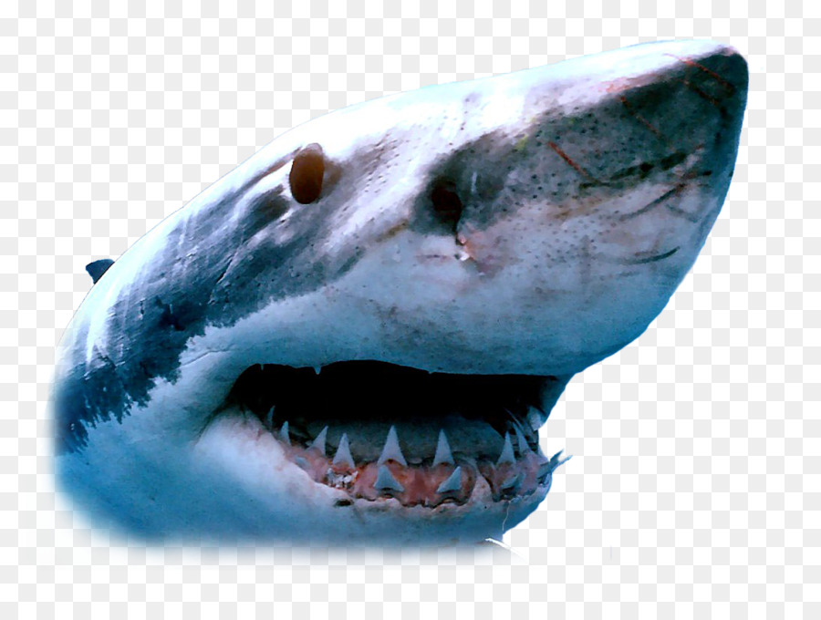 Great white shark-Whale shark Isurus oxyrinchus Schwimmen - Haie