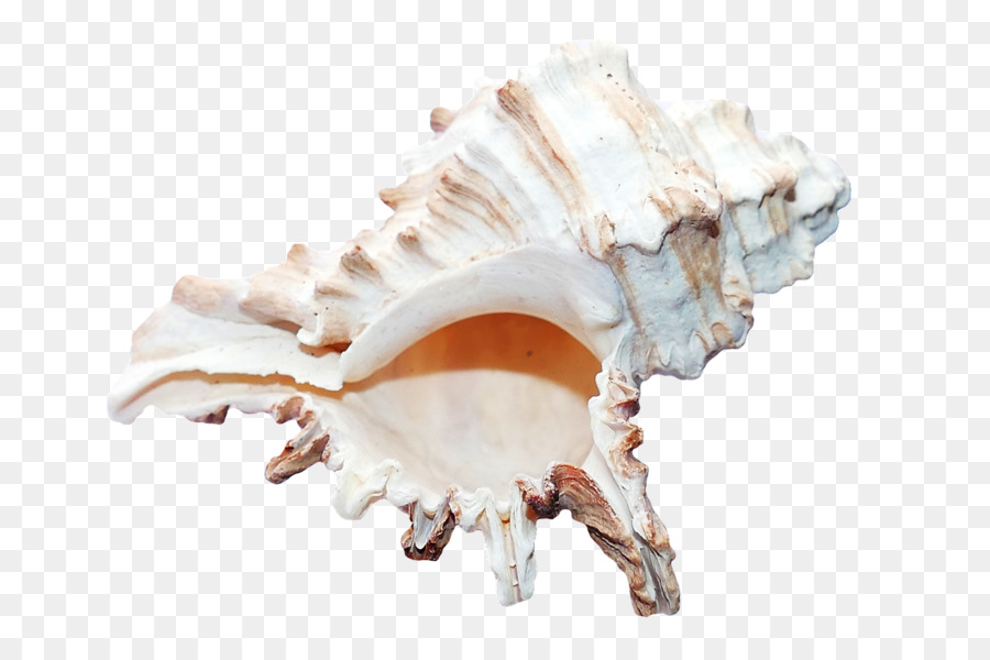 Seashell - Seestern