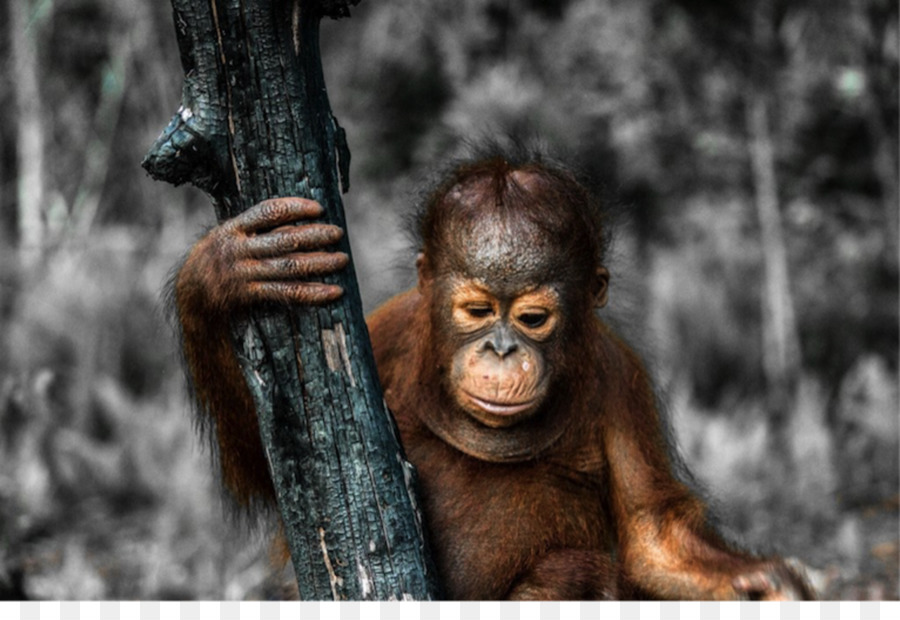 Borneo orangutan Primate Grandi scimmie Putri Fiume Salvare l'Orango - orangutan