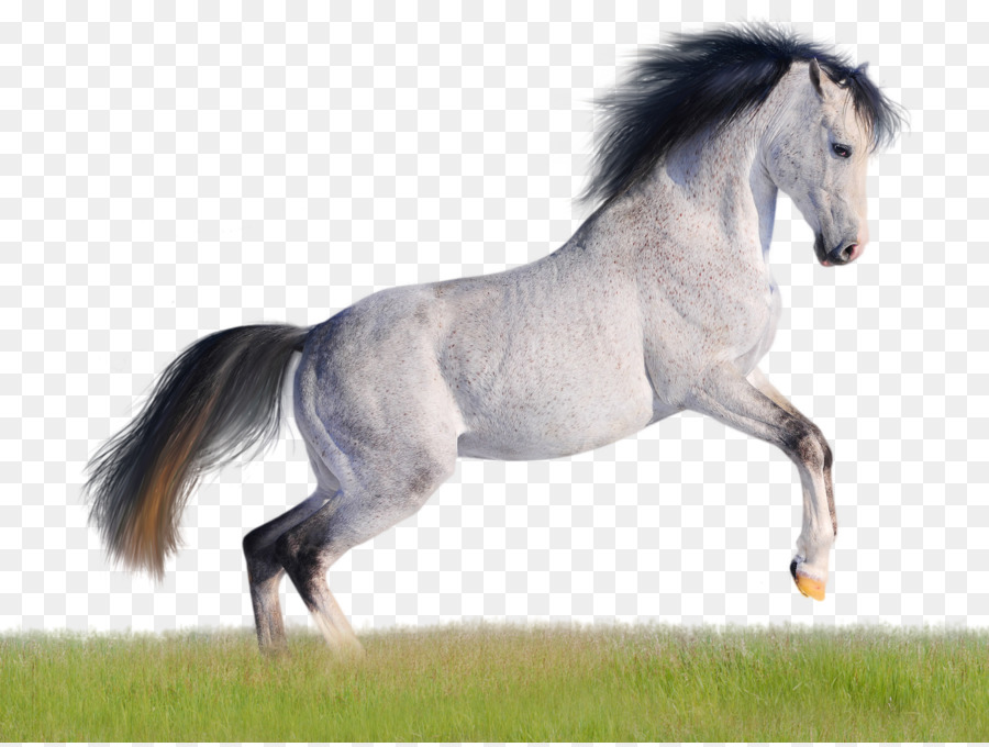 Mustang American Quarter Horse cavallo Arabo Andaluso cavallo di Sfondo per il Desktop - cavallo