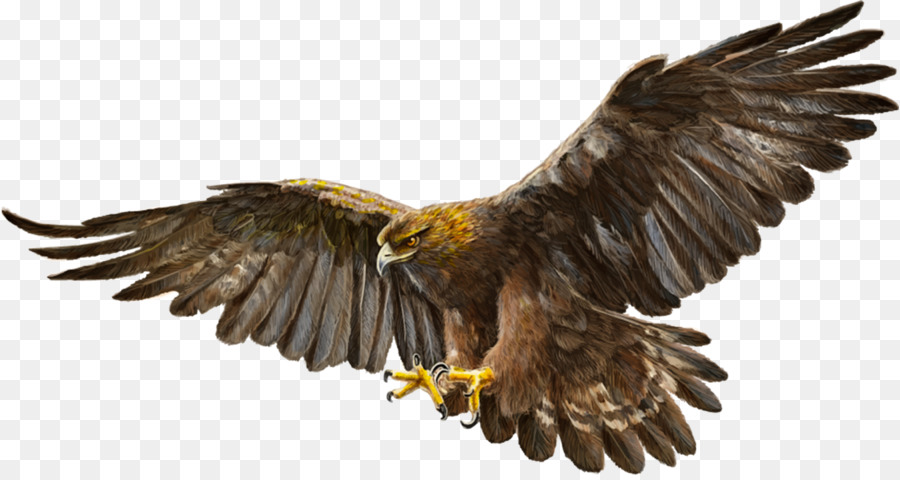 L'Aquila calva di Uccelli l'aquila reale - aquila