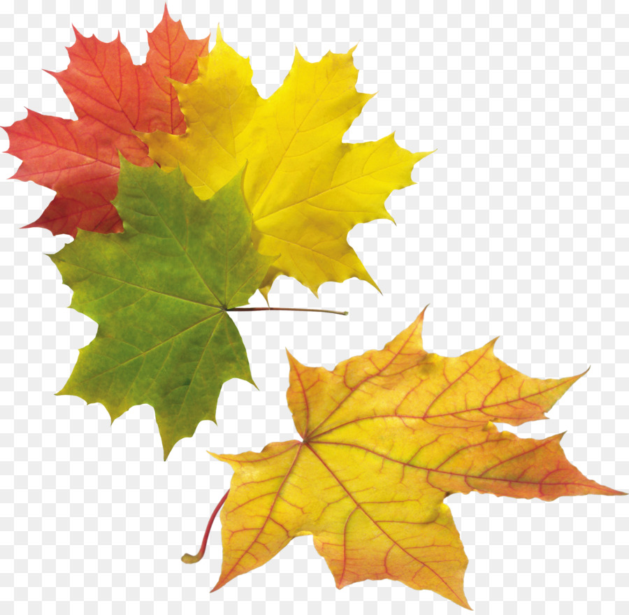 Autunno Polyvore Dio nell'Islam Albero - foglie di autunno