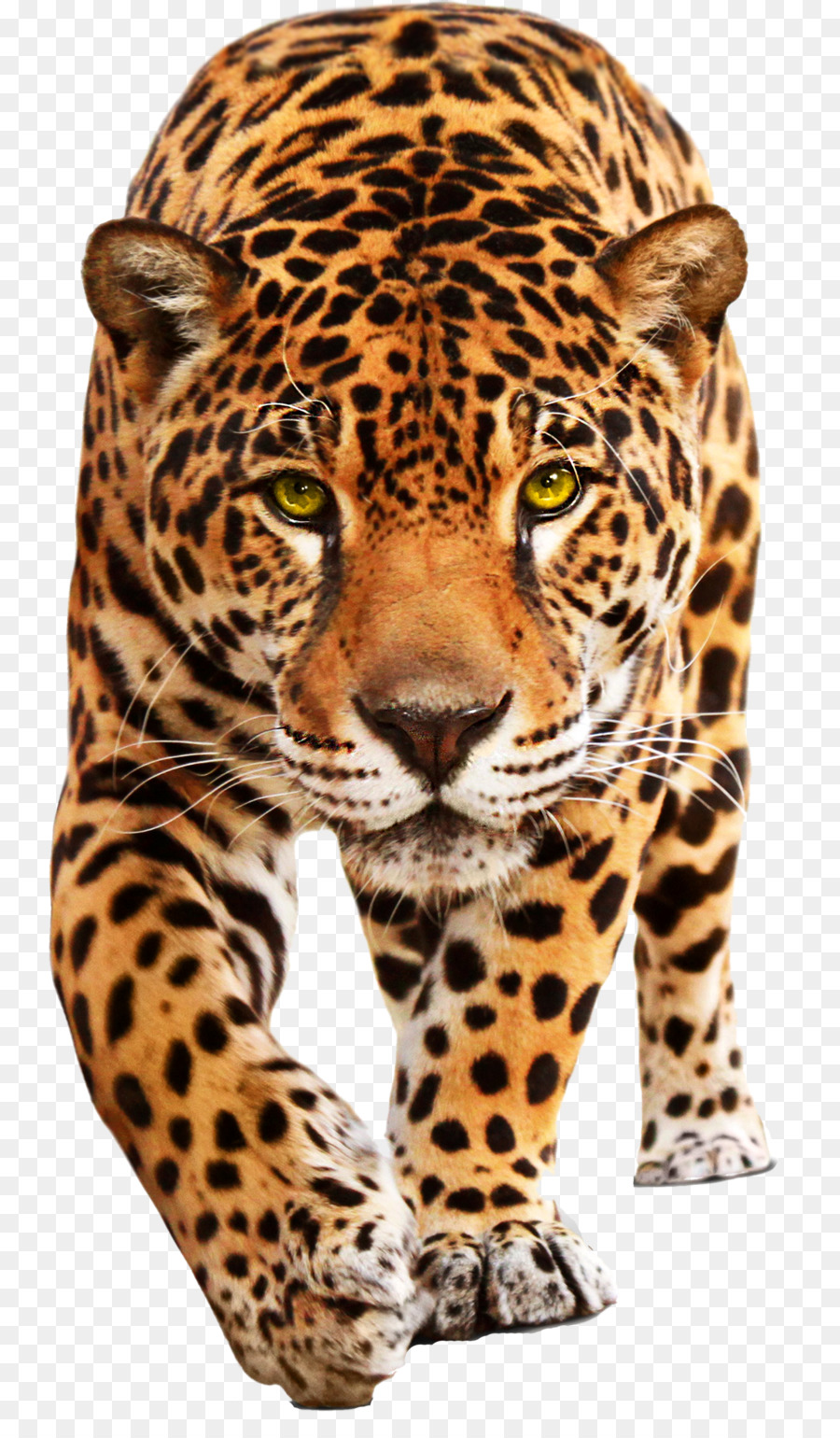 Jaguar Leopard Jaguar XF - ghepardo
