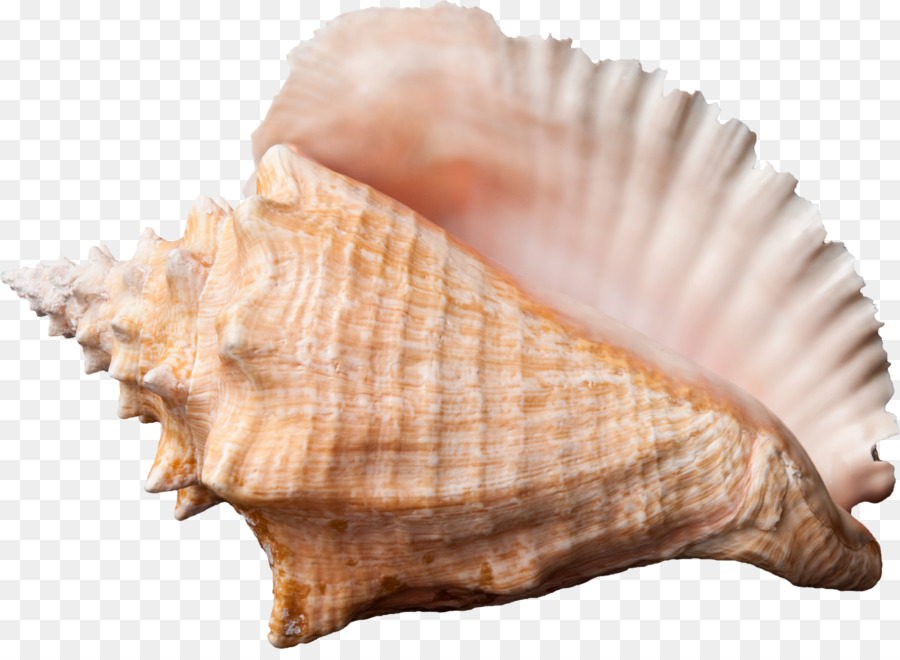 Conch-Muschel-Desktop-Wallpaper-Clip art - Seashell