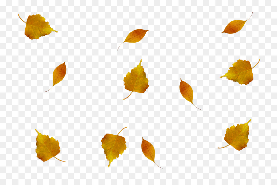 Foglia di Luce in Autunno piante Vascolari - foglie di autunno