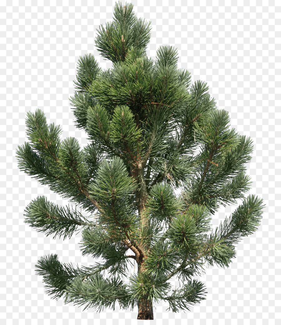 Christmas Tree Branch png download - 806*1024 - Free Transparent Pine png  Download. - CleanPNG / KissPNG
