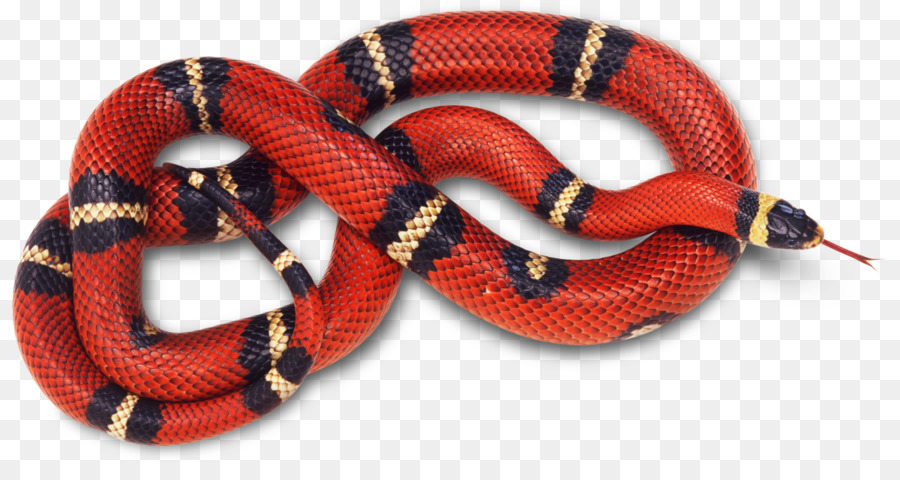 Mais serpente, Rettile, serpente Corallo Rosso - serpente