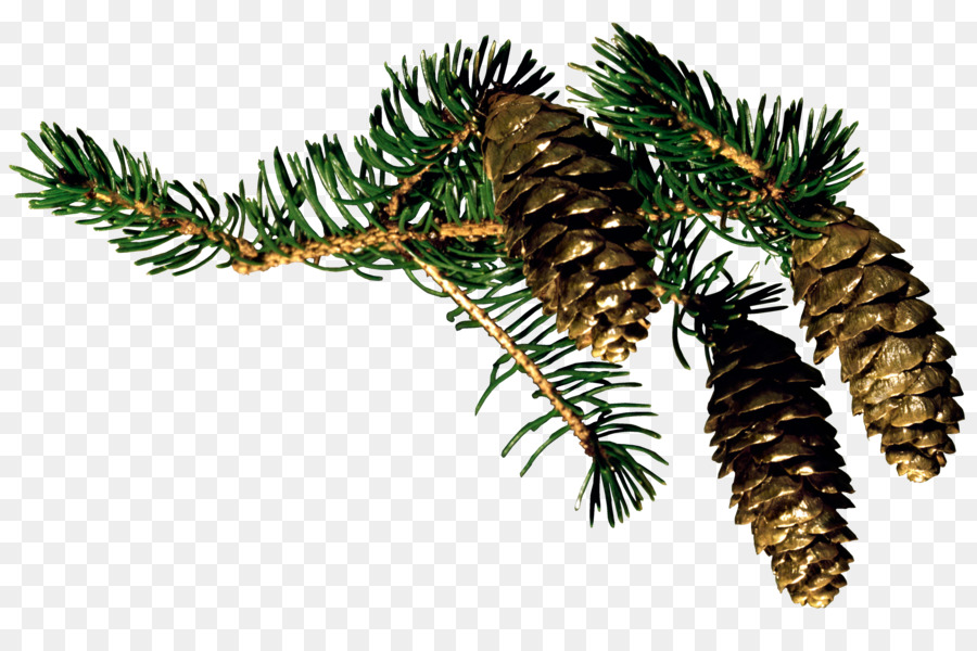 Cây thông Giáng sinh lá kim Pine nón Santa Claus - thông nón