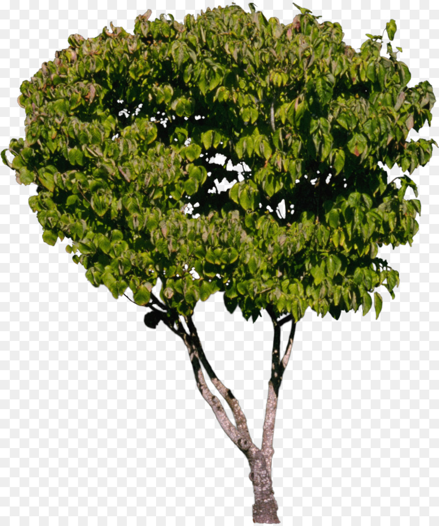 Baum Strauch Pflanze - Gebüsch