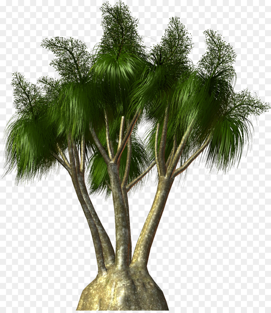 Arecaceae Albero Pianta Clip art - albero di palma
