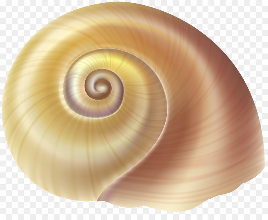 Schnecken-Muschel-Schnecke shell Clip-art - Seashell