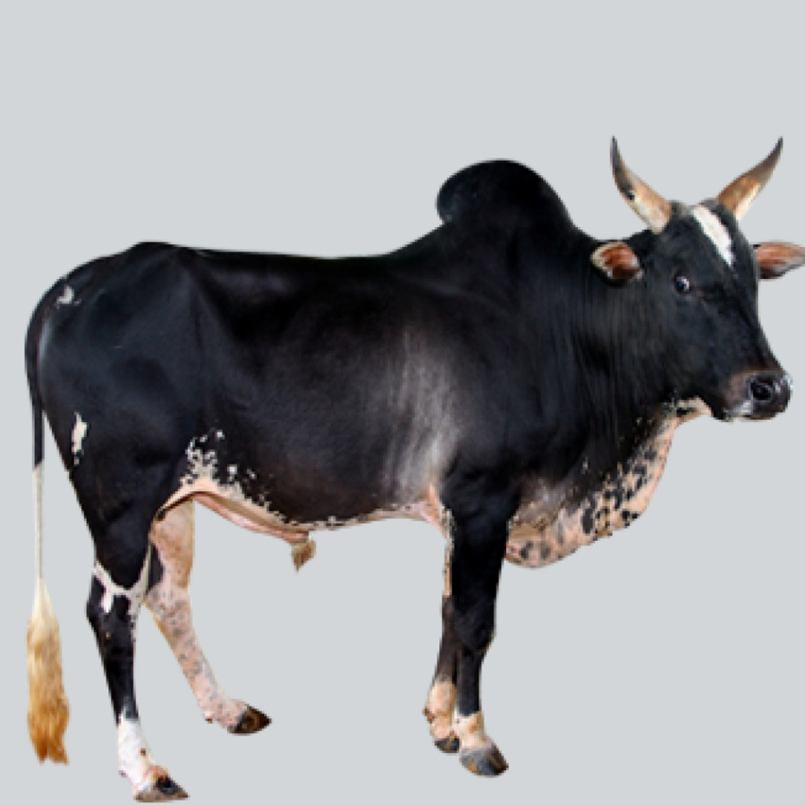 Thanjavur Umblachery Gyr bestiame Bargur Bestiame Amrit Mahal - mucca