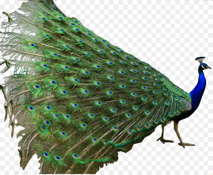 Asiatico pavone Indiano rullo Uccello Verde pavone - pavone
