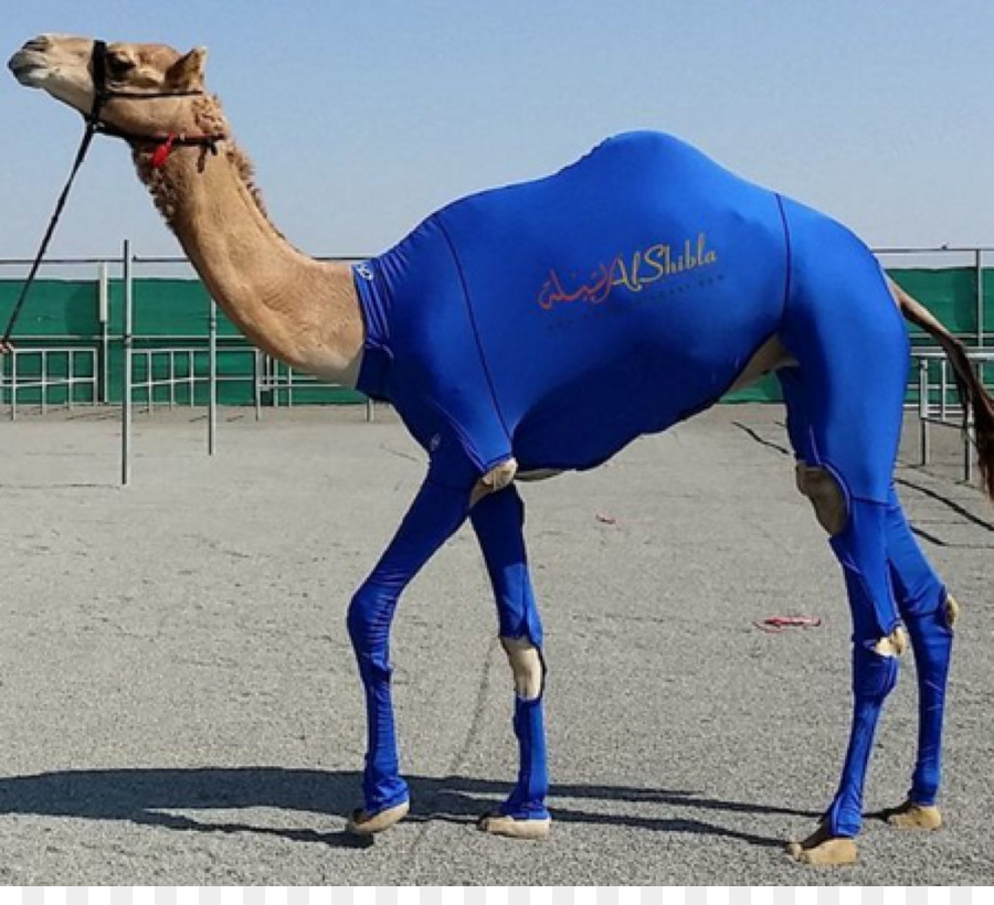 Baktrische Kamel Kompression Kleidungsstück-Kleidung Anzug Camel racing - Camel