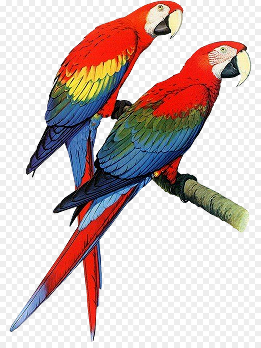 Parrot Wallpaper  Etsy UK