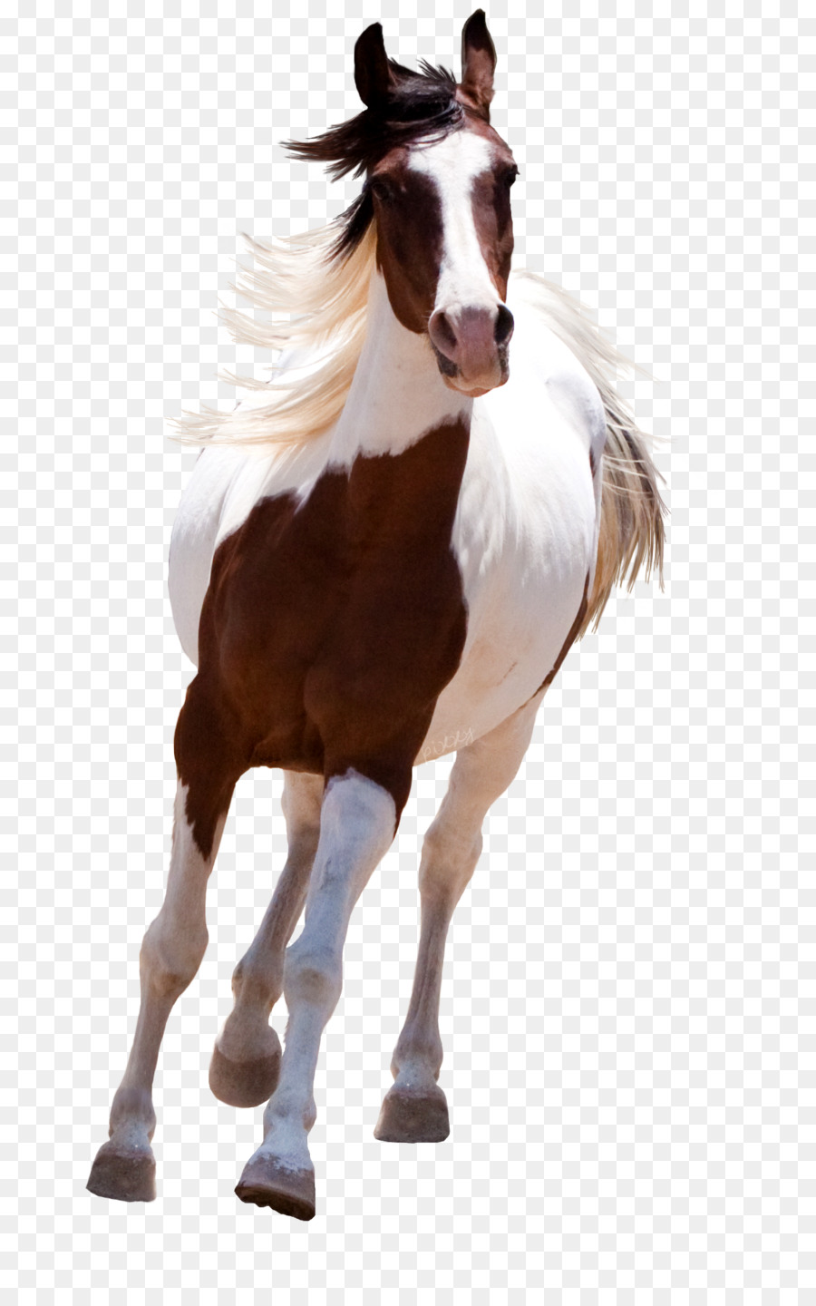 Mustang Mỹ Sơn Ngựa Đứng Ngựa - Con ngựa