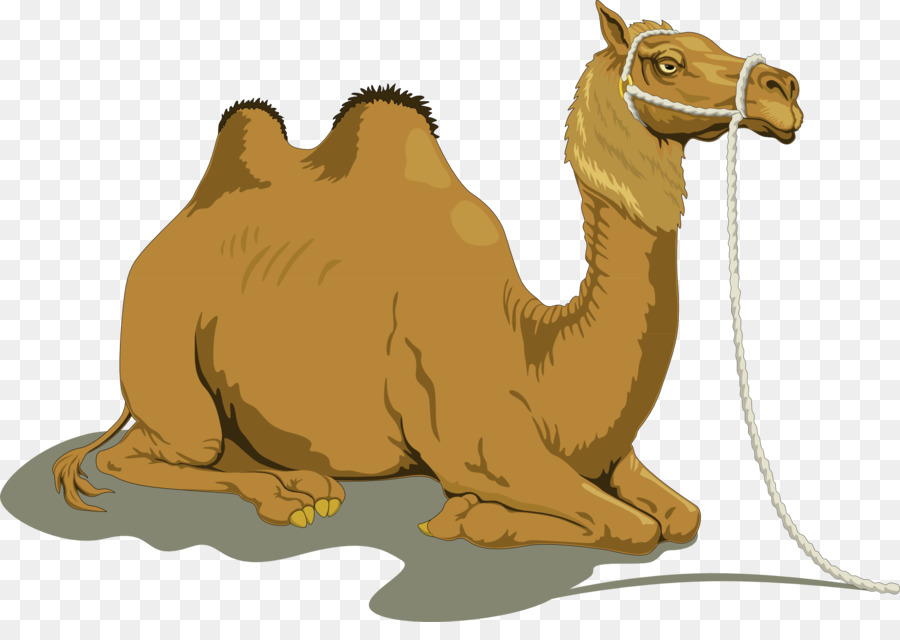 Baktrische Kamel Dromedar Clip art - Camel