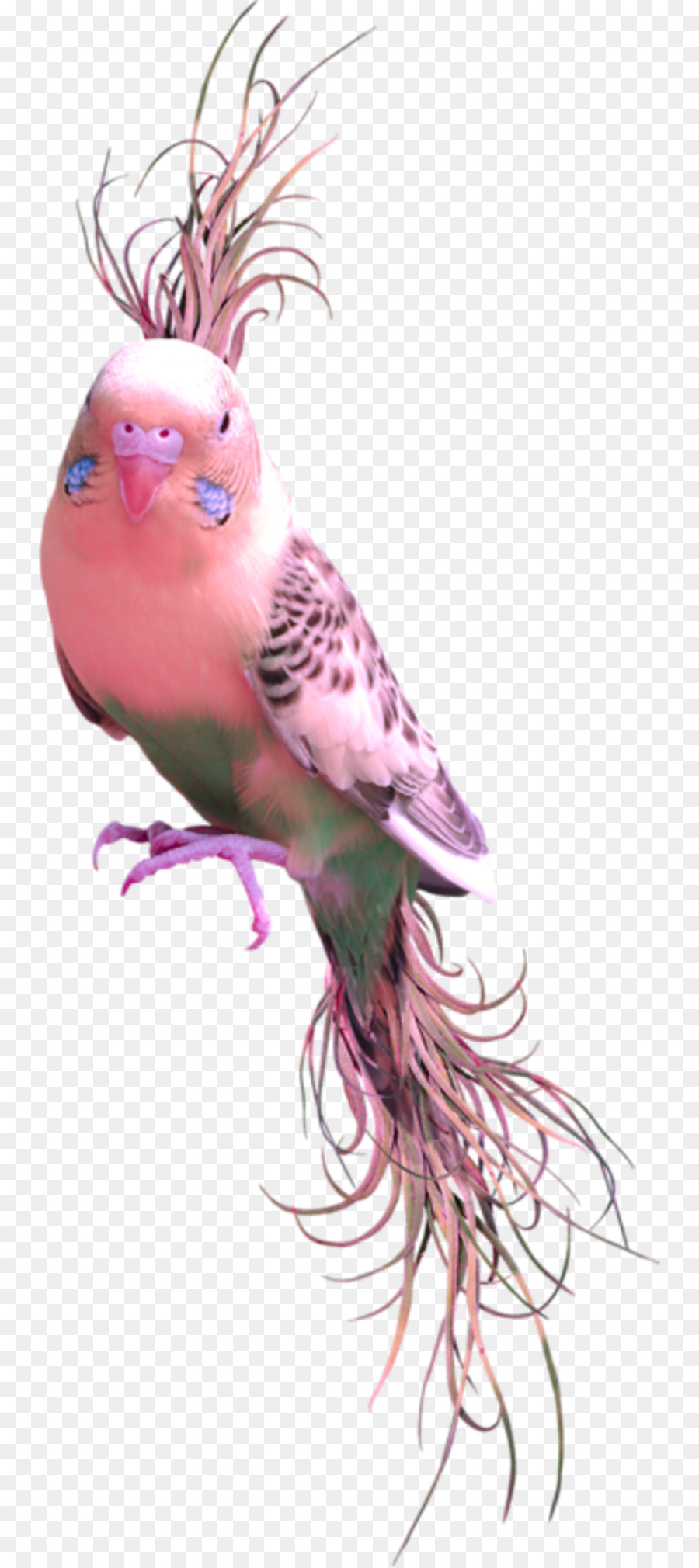 Vogel Clip art - Papagei