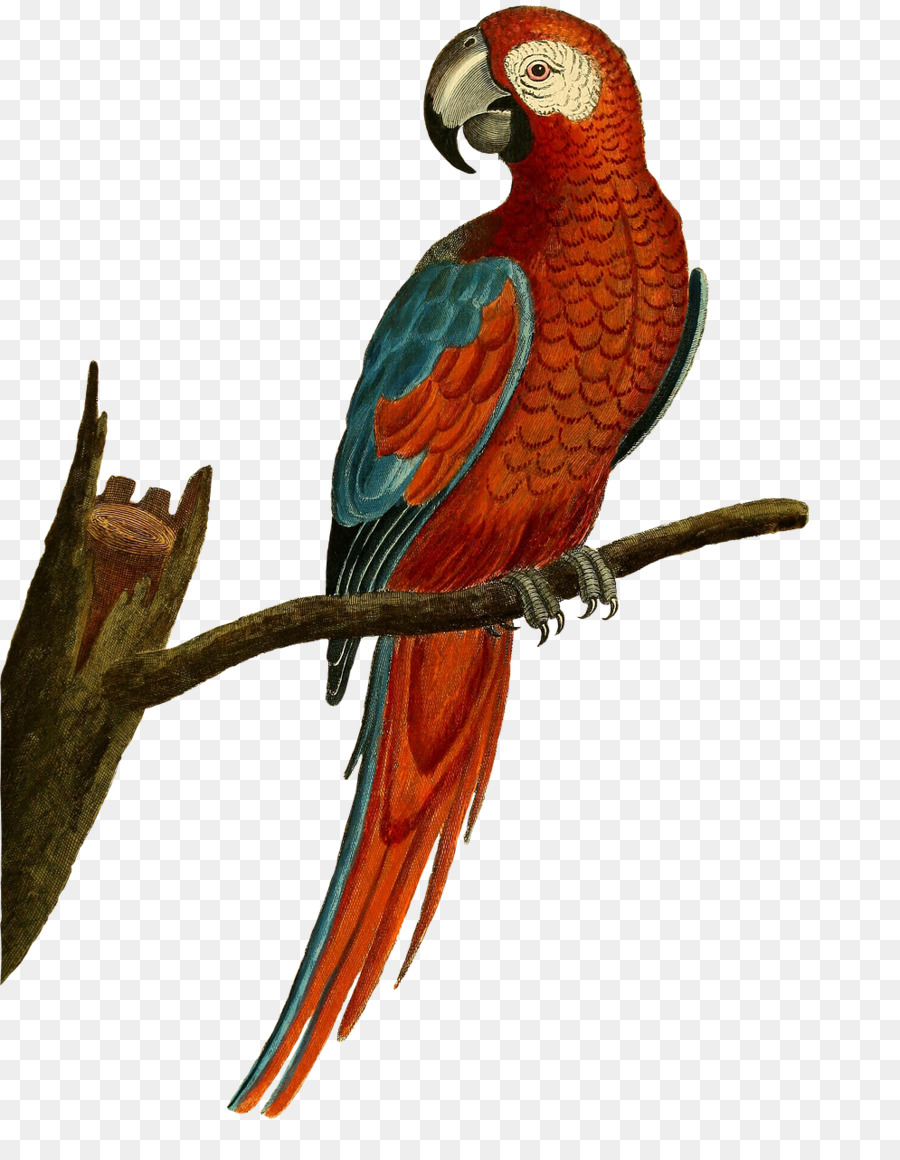 Nymphensittich Wellensittich Vogel Kakadu Sittich - Papagei