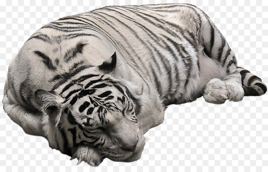 Tigre di bengala Polar bear White tiger Clip art - tigre