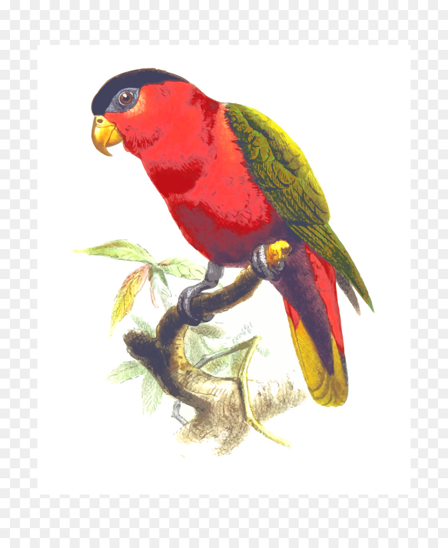 Vero Uccello pappagallo - pappagallo