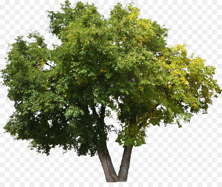 Cây Sồi Bụi Cây Lindens - bụi cây