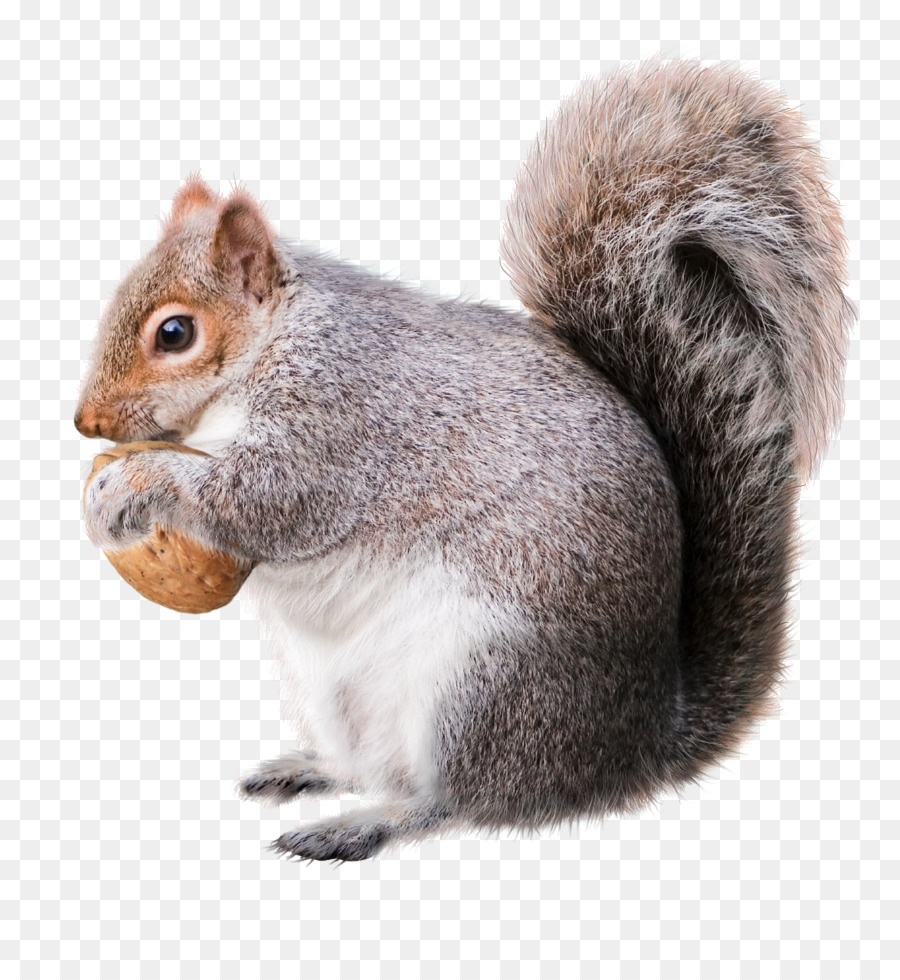 Eichhörnchen Weihnachtsdeko Nagetier Zeichnung - Eichhörnchen