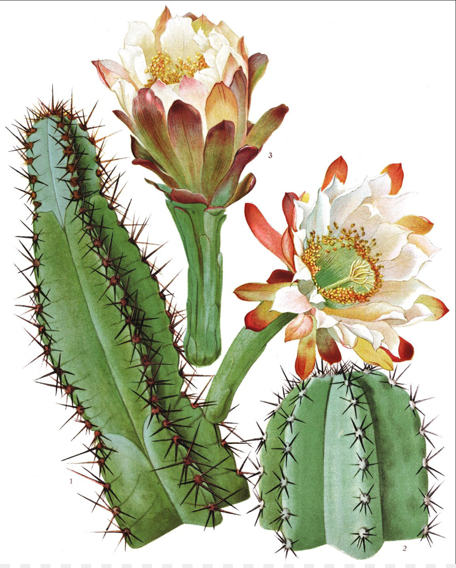 New York Botanical Garden Der Cactaceae Botanik botanische illustration - Kaktus