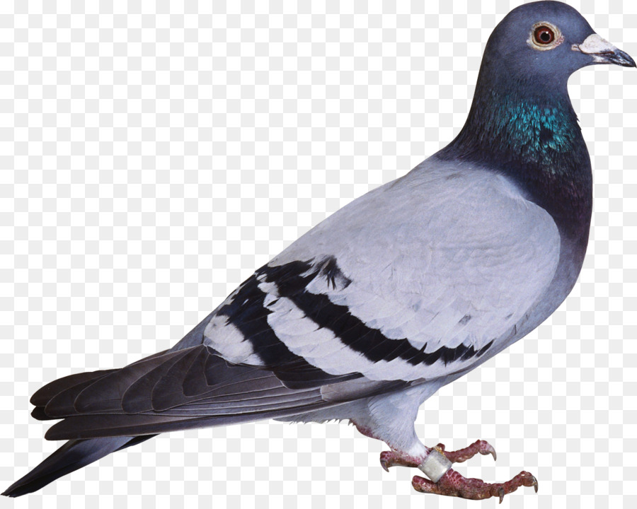 Trong nước pigeon thuộc họ Chim Hoang pigeon Clip nghệ thuật - đà điểu