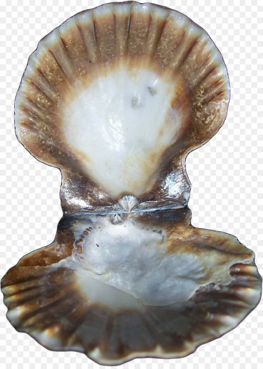 Auster-Muschel-Muschel-Conchology Molluske shell - Muschel
