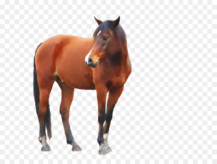 Mustang Con Ngựa Ngựa Và Chó Săn - Con ngựa