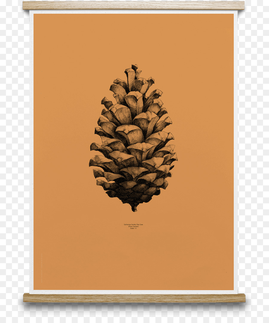 Coulter lá kim pine nón Poster Giấy Vẽ Tập thể - thông nón