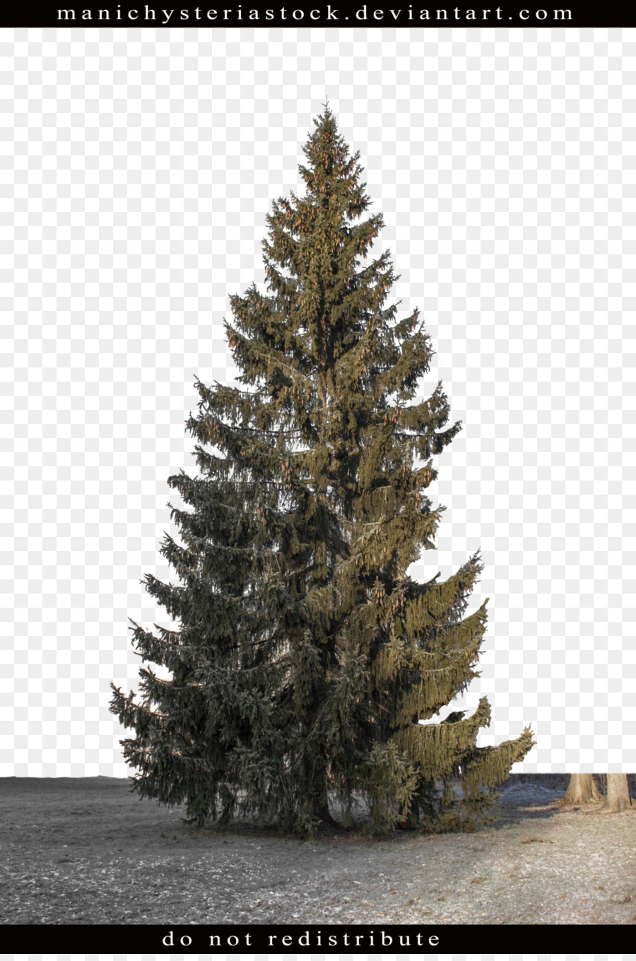 Fir-Pine-Fichte-Baum-Pflanze - Tanne
