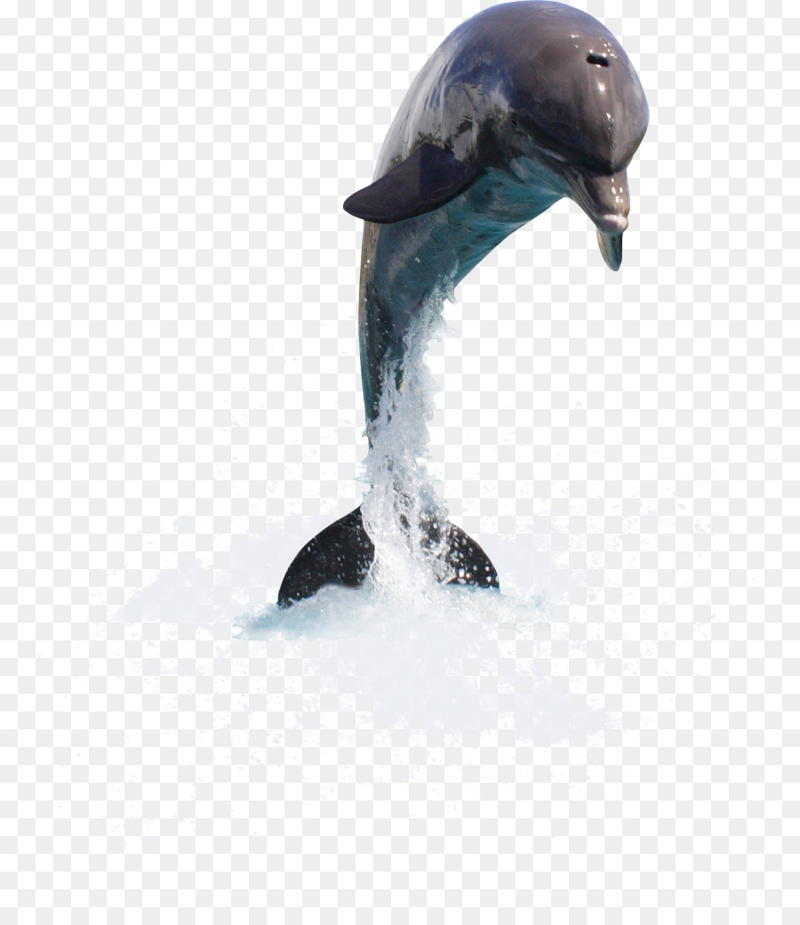 Dolphin Tucuxi Ngoài Clip nghệ thuật - Cá heo