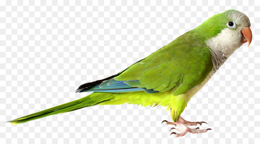 Mönch sittich Papagei Vogel Nymphensittich Stock Fotografie - Papagei
