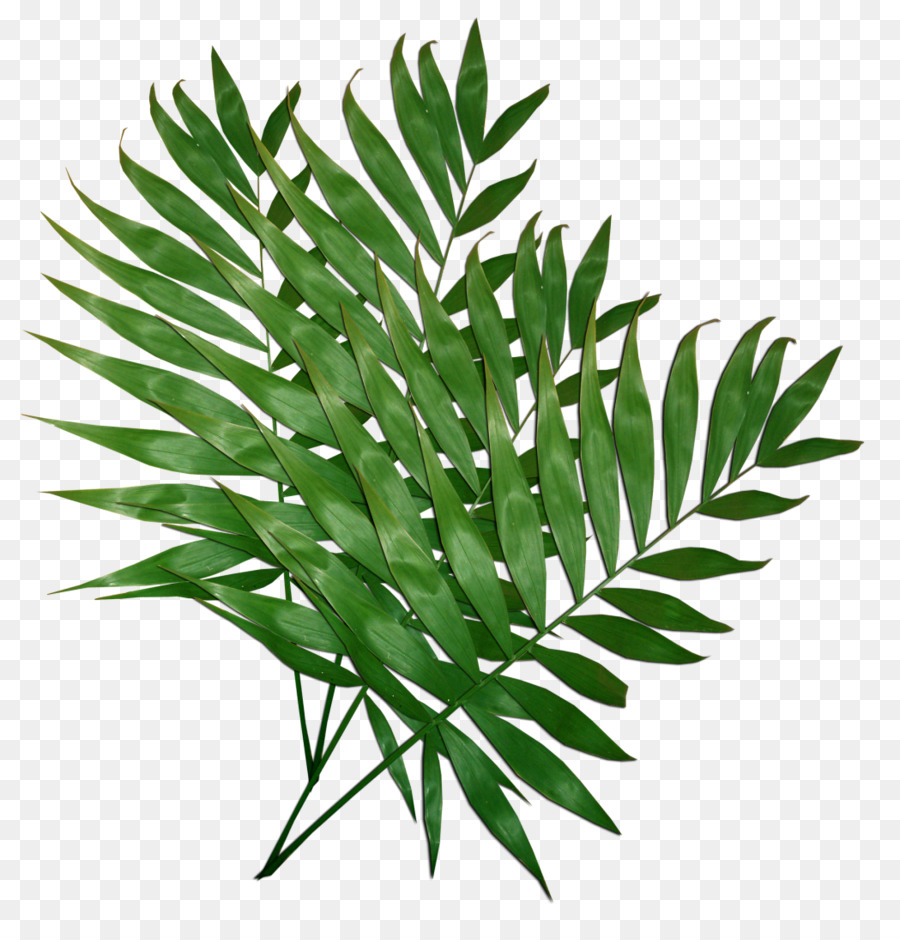 Foglia di Pianta Computer Icone clipart - foglie verdi