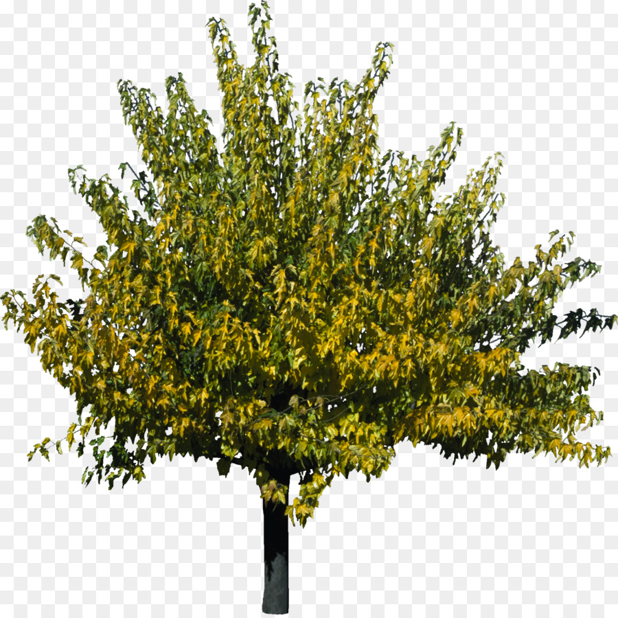 Baum-Pflanze, die 3D-computer-Grafiken Qiaomu - Gebüsch