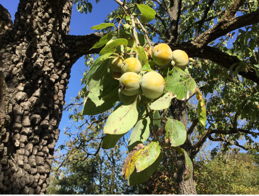 Obst-Baum Citrus Pflanze Zweig - Persimmon