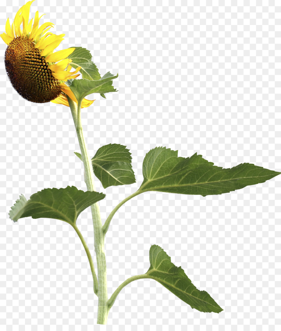 Common sunflower-Sonnenblumen-Fotografie Clip-art - Sonnenblume