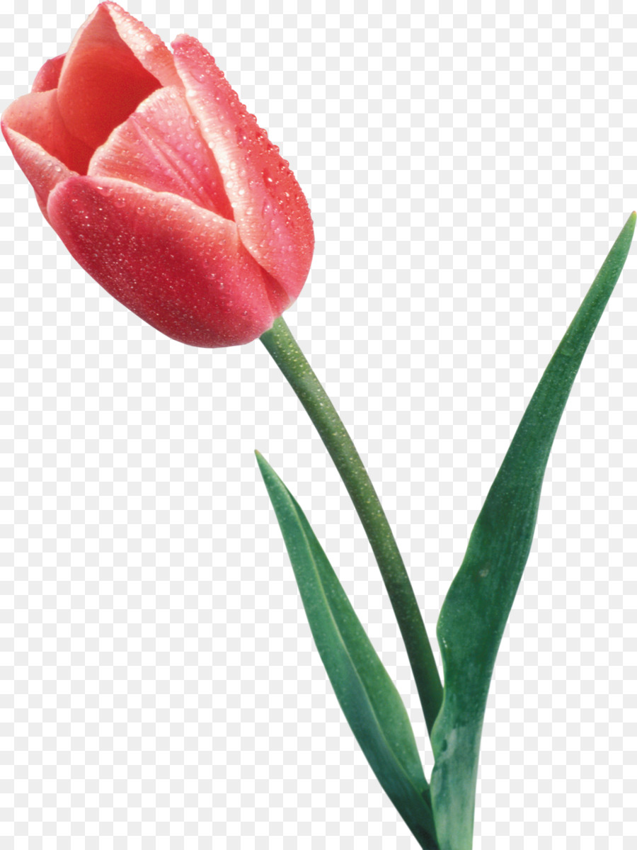 Hoa Tulip Nền Máy Tính - Tulip