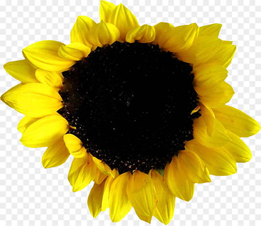 Common sunflower-Sonnenblumen-Fotografie - Sonnenblume