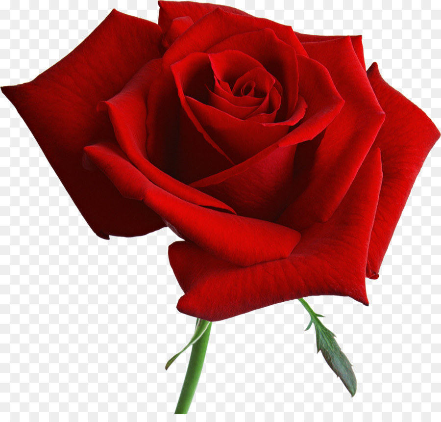 Tơ hồng Hoa màu Xanh rose Rosa 'vẻ Đẹp Mỹ' Bhinneka.Com - Hoa hồng